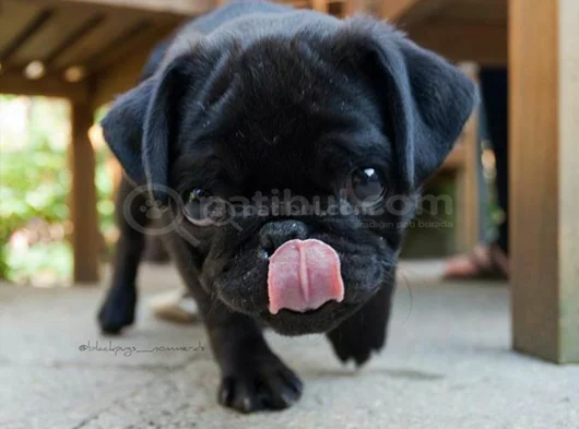 Dişi Erkek Pug Yavrularımız görsel
