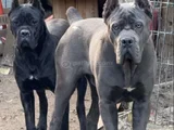 Canecorsa Safkan Bebekler