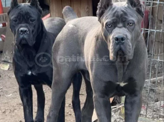 Canecorsa Safkan Bebekler görsel