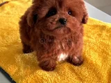 SAĞLIKLI TOY POODLE YAVRULAR
