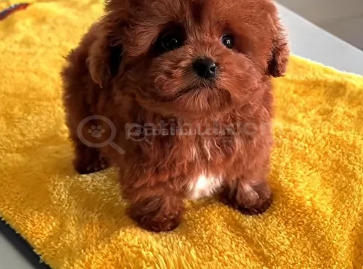 Sağlikli Toy Poodle Yavrular
