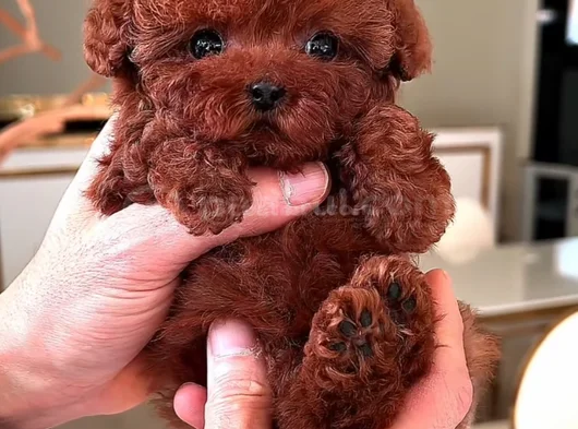 Sağlikli Toy Poodle Yavrular görsel