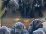 Canecorsa Safkan Bebekler