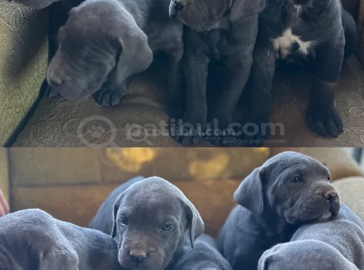 Canecorsa Safkan Bebekler görsel