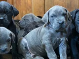 Canecorsa Safkan Bebekler