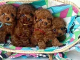 Toy Poodle Mini Boy Yavrular