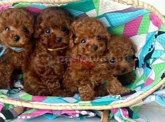 Toy Poodle Mini Boy Yavrular