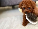 Toy Poodle Mini Boy Yavrular