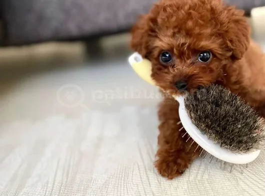 Toy Poodle Mini Boy Yavrular görsel