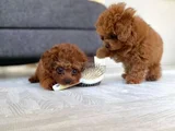 Toy Poodle Mini Boy Yavrular