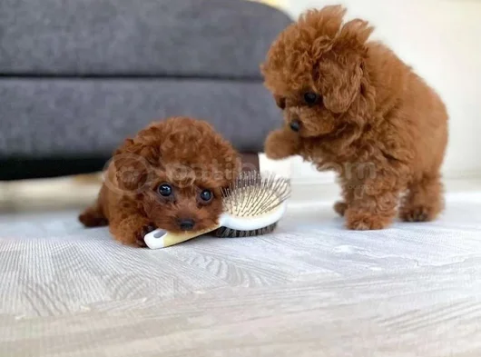 Toy Poodle Mini Boy Yavrular görsel
