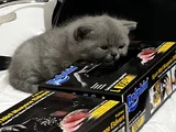 2 aylık British shorthair kedim İçin yuva arıyorum