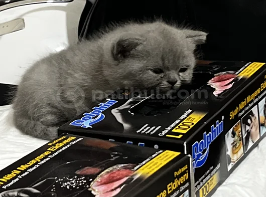 2 Aylık British Shorthair Kedim İçin Yuva Arıyorum