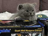 2 Aylık British Shorthair Kedim İçin Yuva Arıyorum