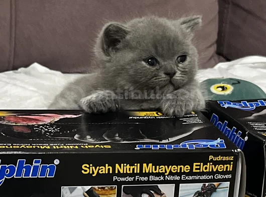 2 Aylık British Shorthair Kedim İçin Yuva Arıyorum görsel