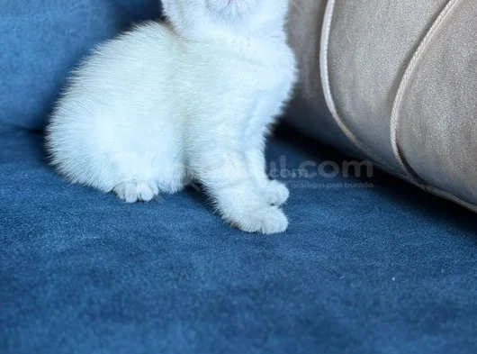 Anne Yanından British Shorthair Yavrularımız Ziyarete Açık görsel