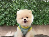 ORJİNAL POMERANİAN BOO SAĞLIKLI YAVRULAR