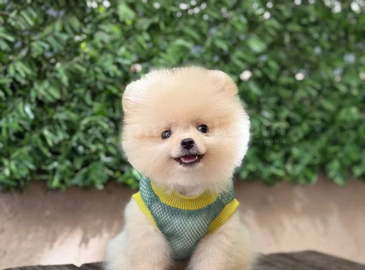 Orji̇nal Pomerani̇an Boo Sağlikli Yavrular