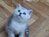 Anne Yanından British Shorthair Yavrularımız Ziyarete Açık