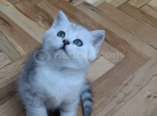Anne Yanından British Shorthair Yavrularımız Ziyarete Açık görsel