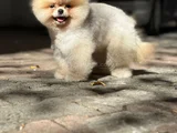 Boo Surat Garantili Orjina Pomeranian