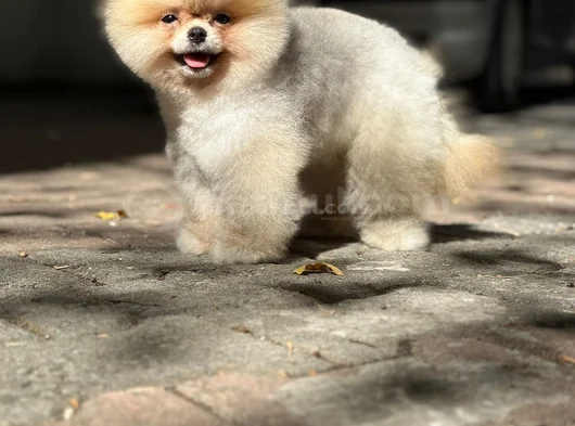 Boo Surat Garantili Orjina Pomeranian görsel