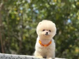 Pofuduk Ayiciklar Yeni̇ Yuvalarini Ariyor