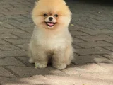 Boo Surat Garantili Orjina Pomeranian