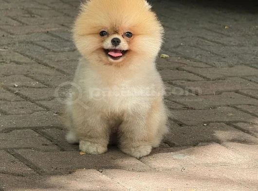 Boo Surat Garantili Orjina Pomeranian görsel