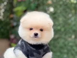 Orji̇nal Pomerani̇an Boo Sağlikli Yavrular