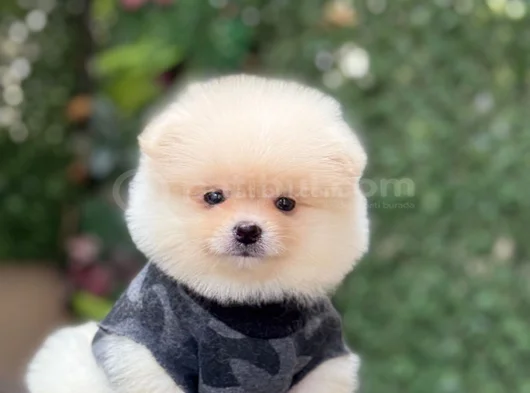 Orji̇nal Pomerani̇an Boo Sağlikli Yavrular görsel