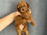 Gerçek Red Brown Mini  Toy Poodle Yavrular