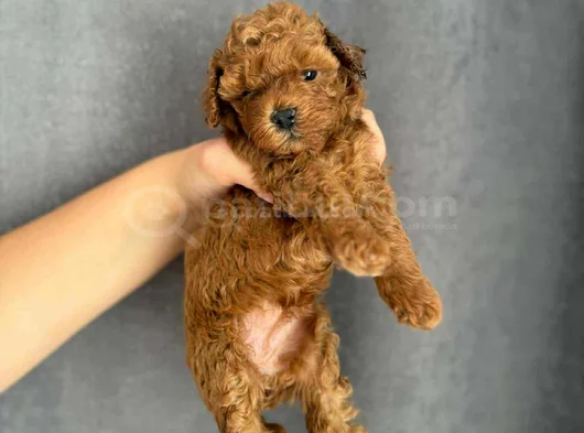 Gerçek Red Brown Mini  Toy Poodle Yavrular görsel