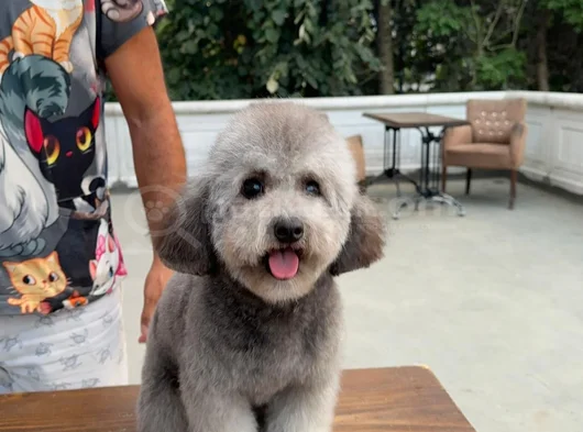 Orji̇nal Maltese Terrier görsel