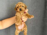 Gerçek Red Brown Mini  Toy Poodle Yavrular