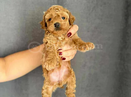 Gerçek Red Brown Mini  Toy Poodle Yavrular görsel