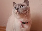 British Shorthair blue point