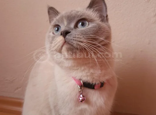 British Shorthair Blue Point