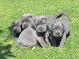 Canecorsa Safkan Bebekler