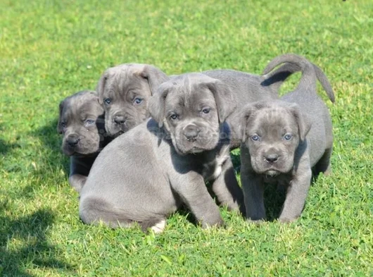 Canecorsa Safkan Bebekler görsel