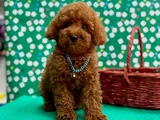 Orji̇nal Sağlik Garanti̇li̇ Toy Poodle
