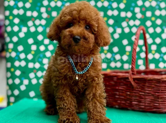 Orji̇nal Sağlik Garanti̇li̇ Toy Poodle görsel