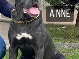 Canecorsa Safkan Bebekler