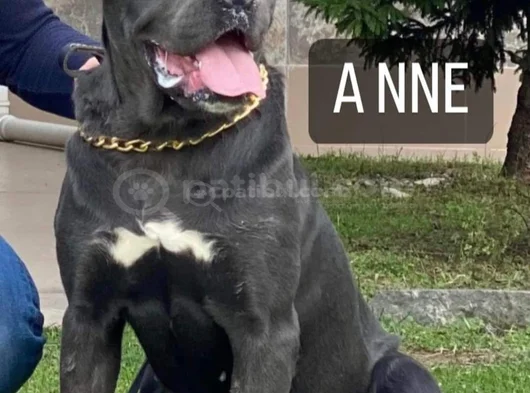 Canecorsa Safkan Bebekler görsel