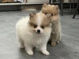 Ayı surat POMERANİAN BOOO