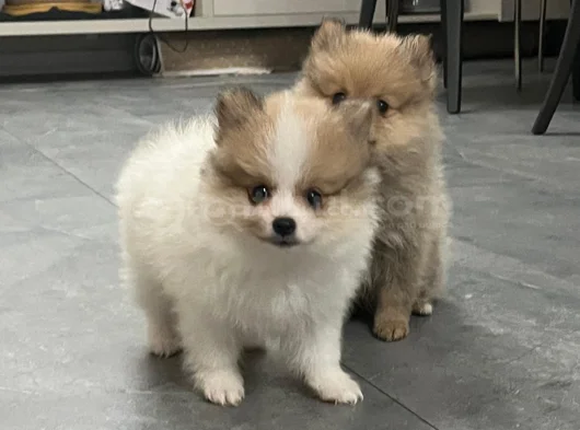 Ayı Surat Pomerani̇an Booo