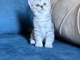 Anne Yanından British Shorthair Yavrularımız Ziyarete Açık