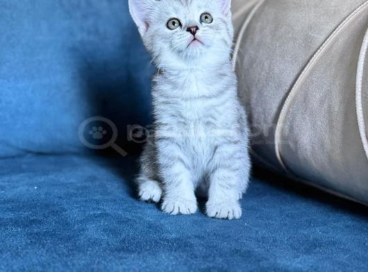 Anne Yanından British Shorthair Yavrularımız Ziyarete Açık görsel