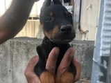King Doberman Yavrular