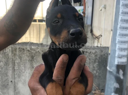 King Doberman Yavrular görsel